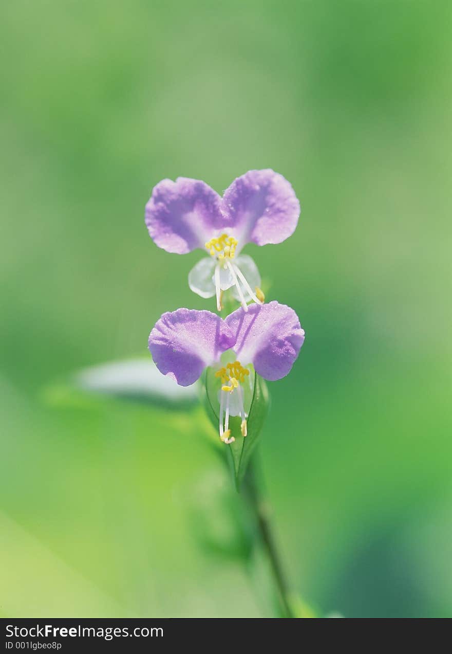 Wild Flowers Image