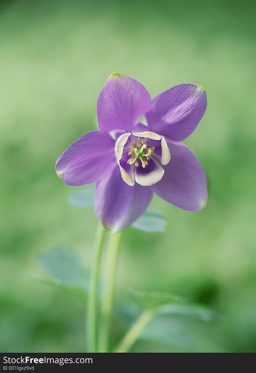 Wild Flowers