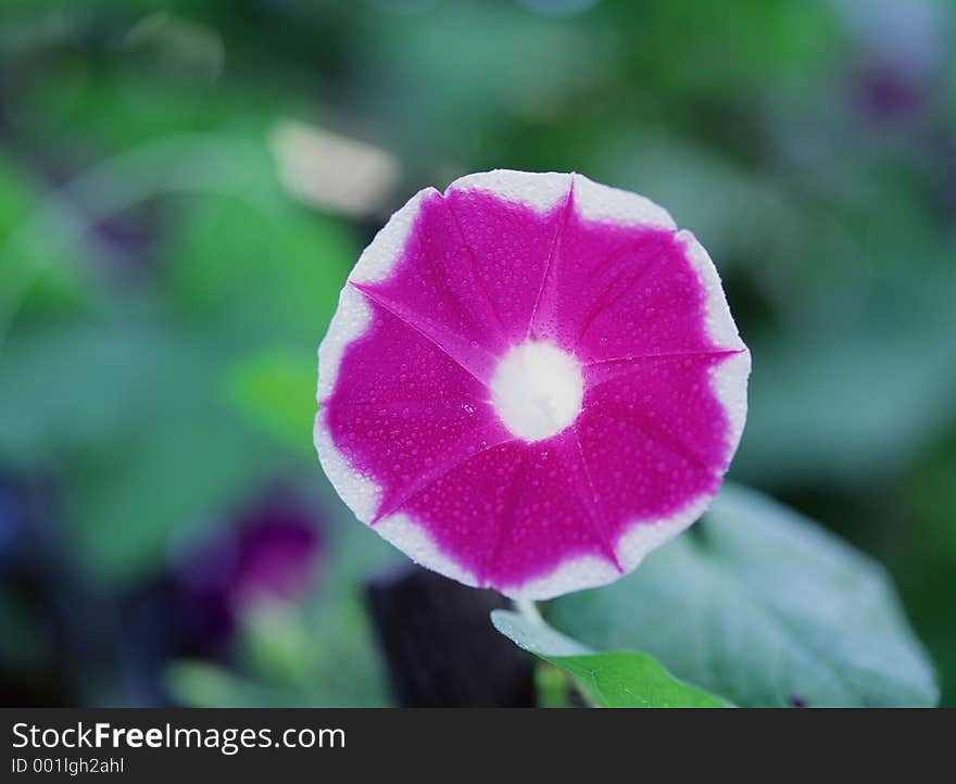 Wild Flowers Image