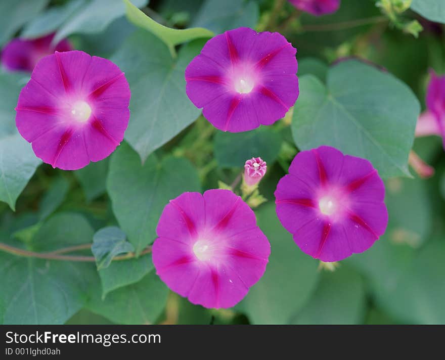 Wild Flowers Image