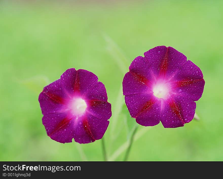 Wild Flowers Image