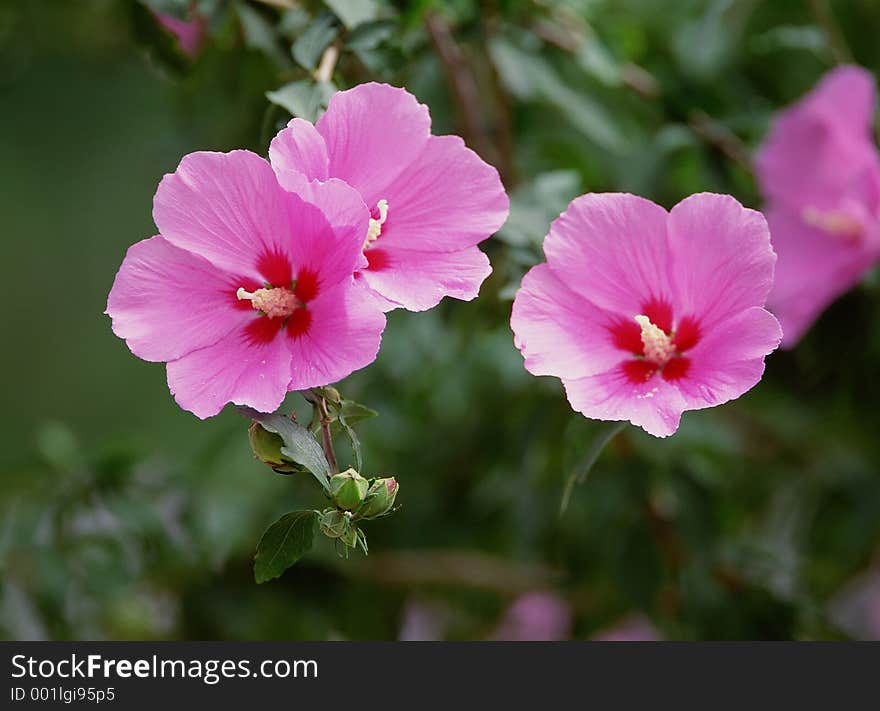 Wild Flowers