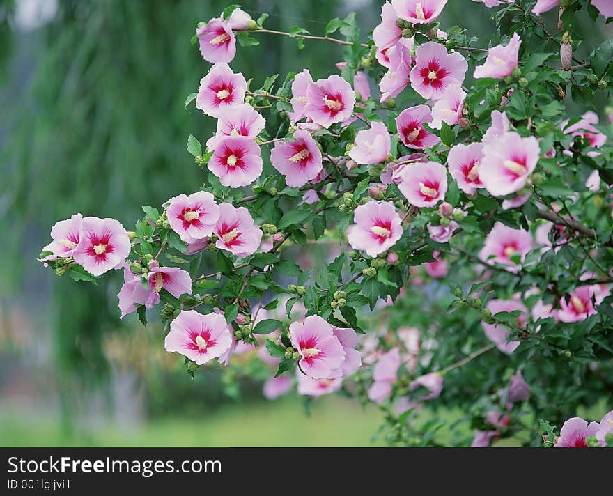 Wild Flowers