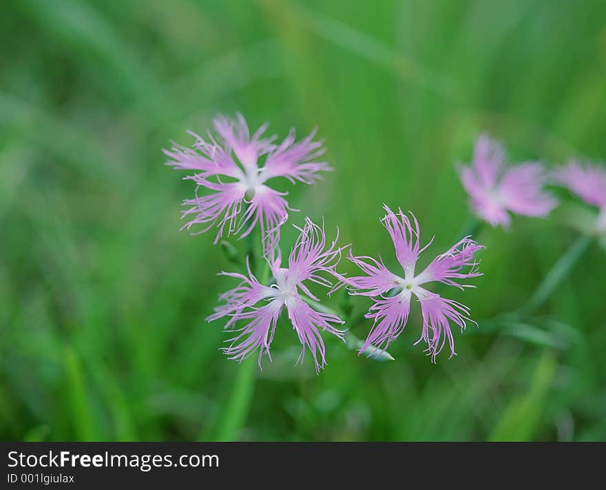 Wild Flowers Image