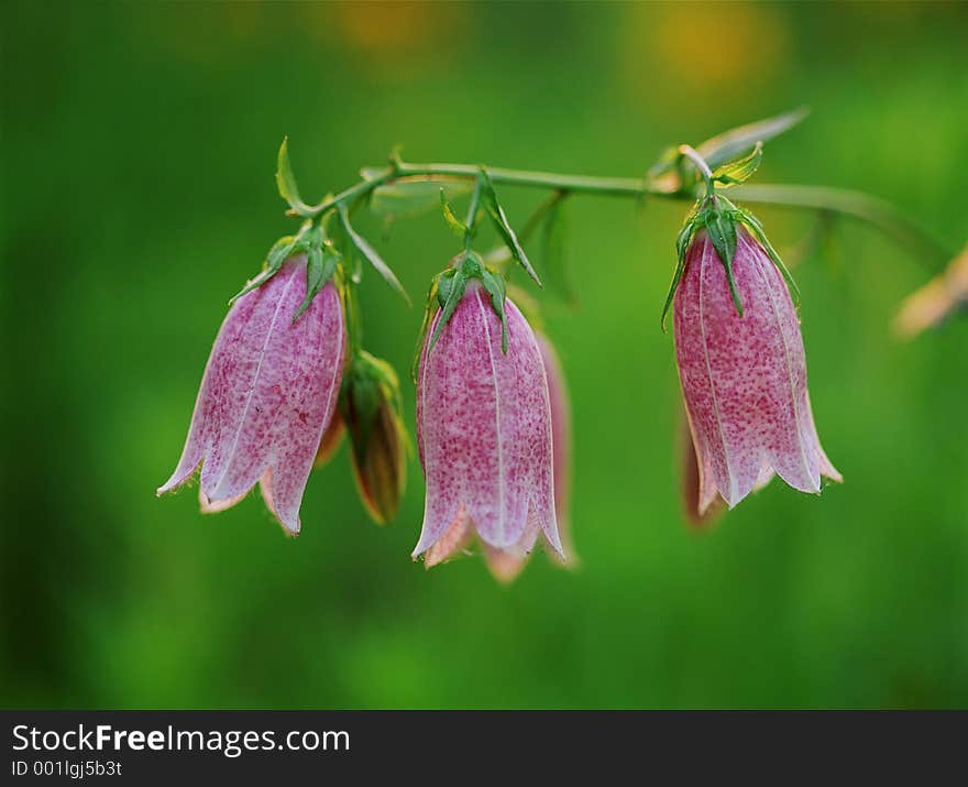 Wild Flowers