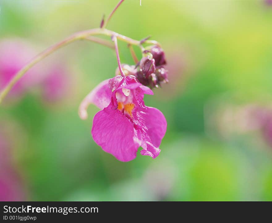 Wild Flowers Image