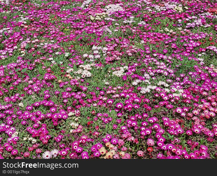 Wild Flowers