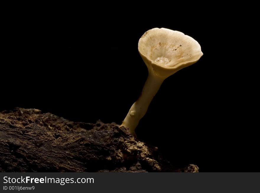 White Wild Mushroom