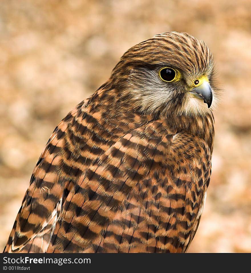 Falcon on perch,soft background