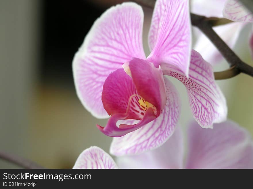 Blossom of orchid in my room. Blossom of orchid in my room.