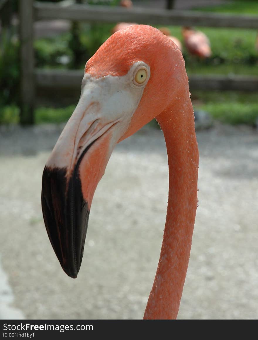 Pink flamingo eyeing my camera lens. Pink flamingo eyeing my camera lens