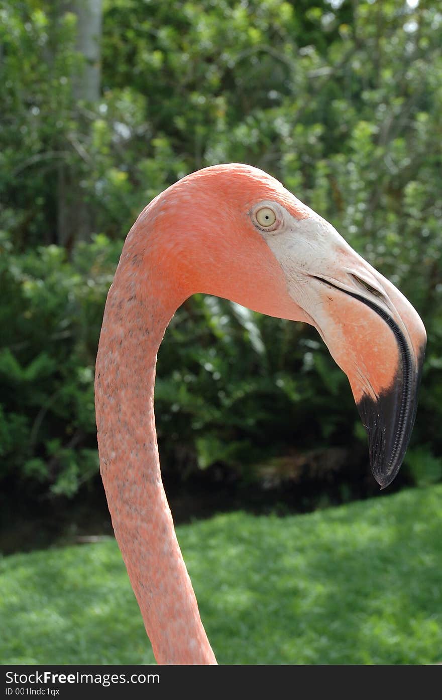 Pink Flamingo in profile