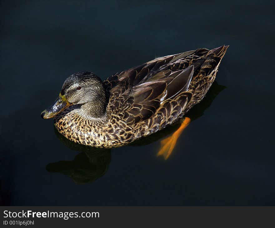 Female Mallard Duck