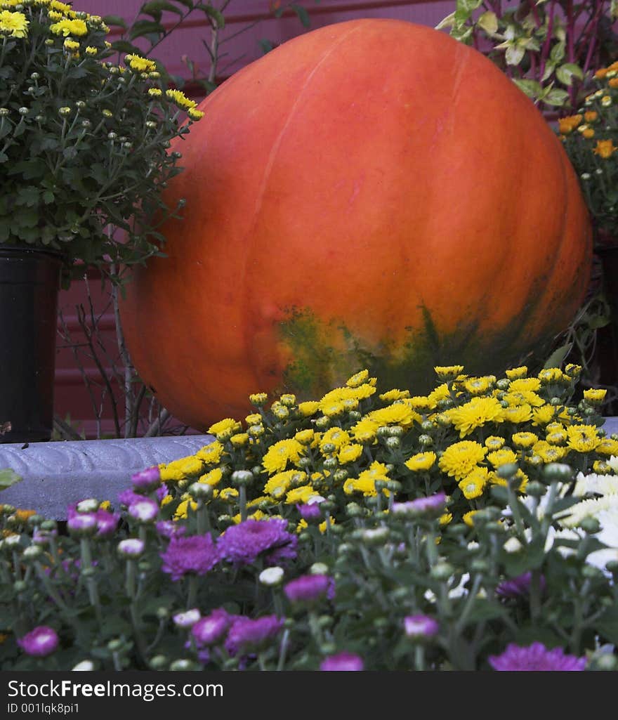 Large pumpkin at local market for halloween.