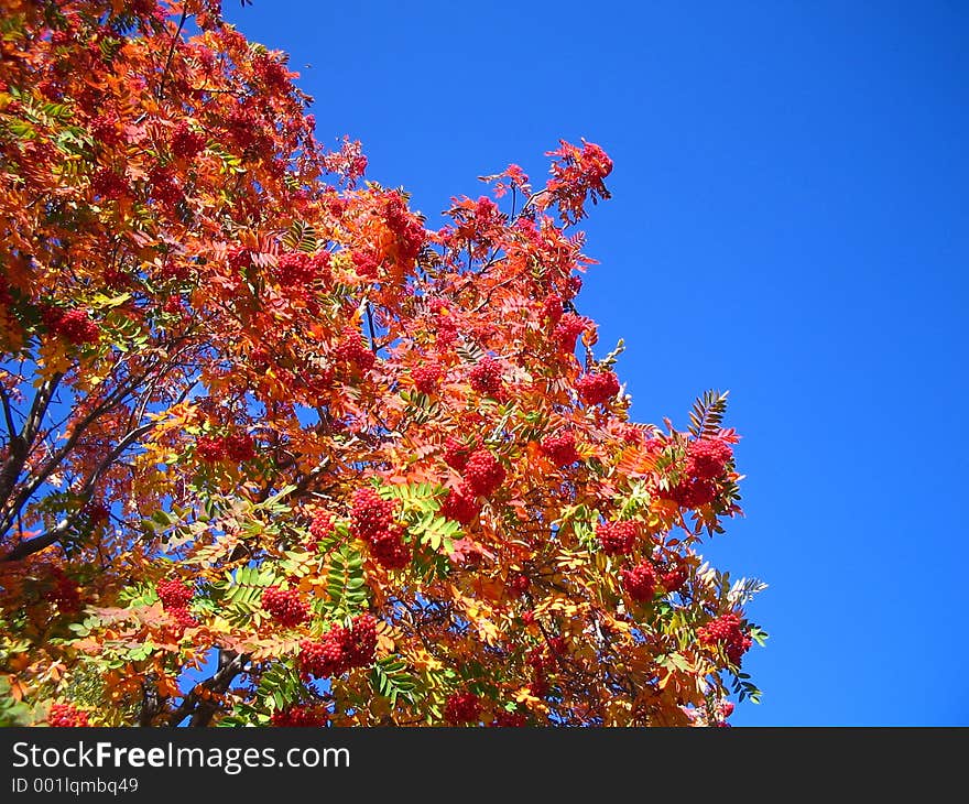 Mountainash In The Sky