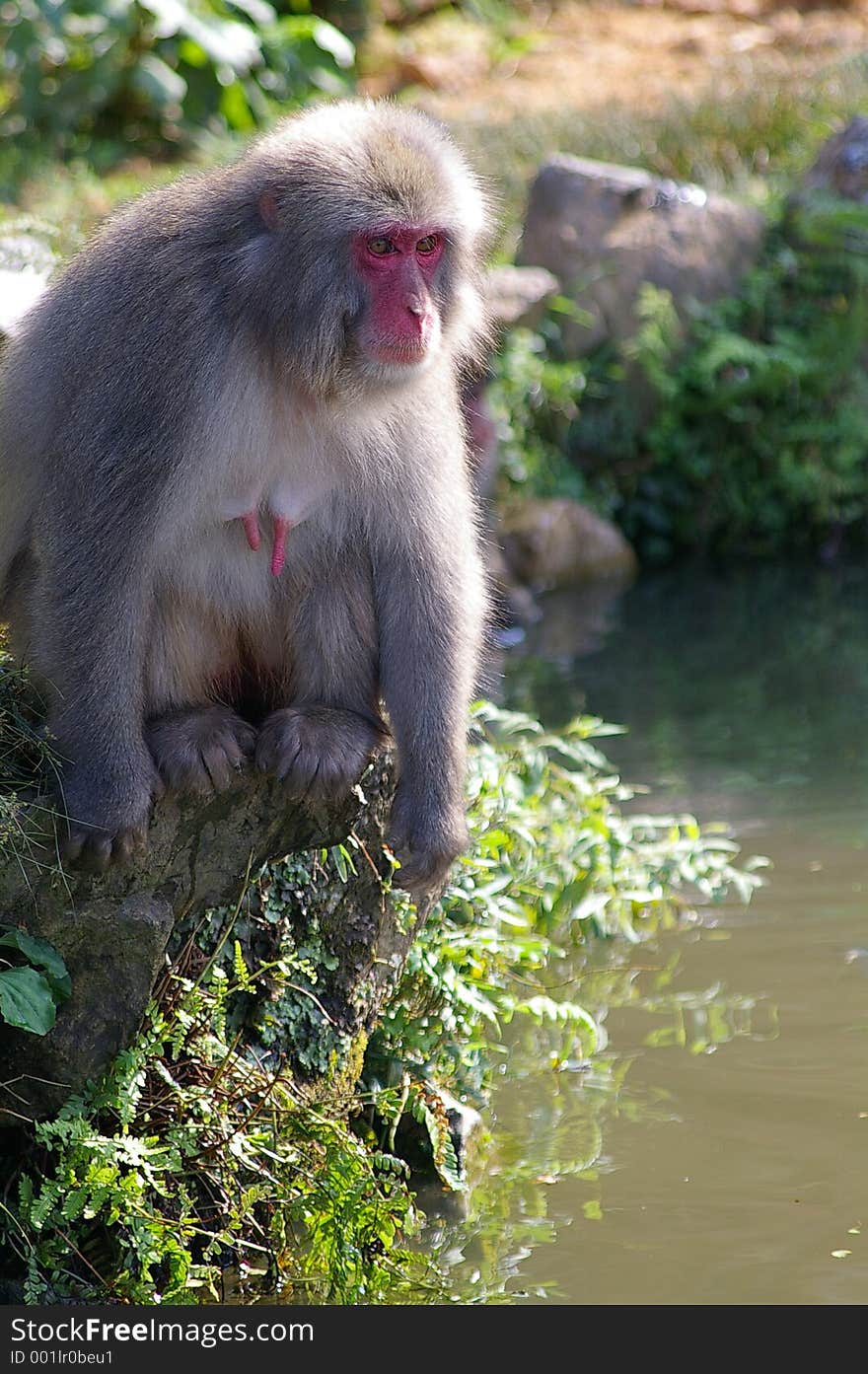 A female macaque monkey sitting by the edge of a pond in Kyoto. A female macaque monkey sitting by the edge of a pond in Kyoto.