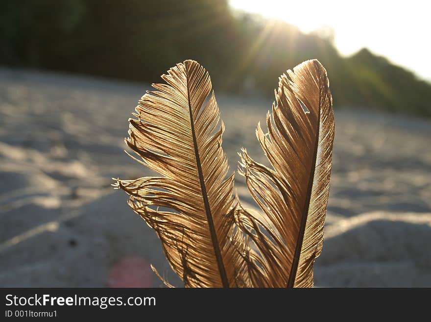 Feathers against the sun.