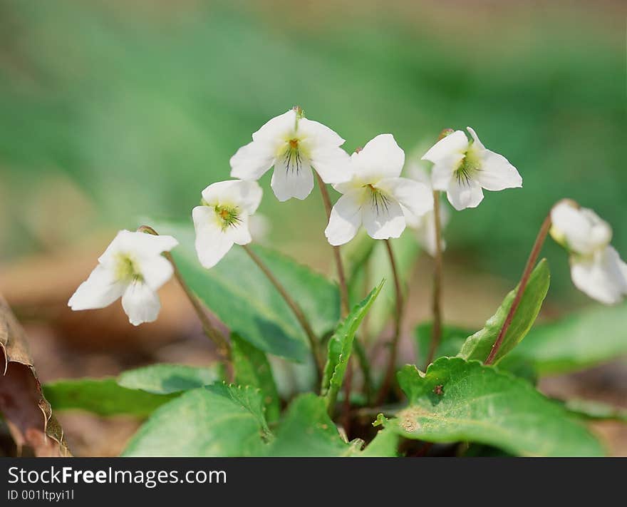 Wild Flowers Image