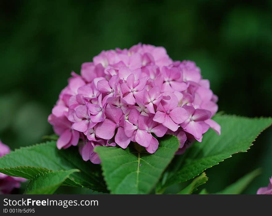 Wild Flowers Image