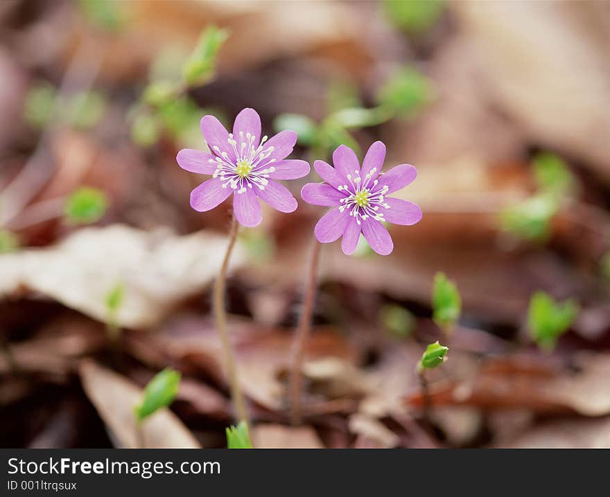 Wild Flowers Image