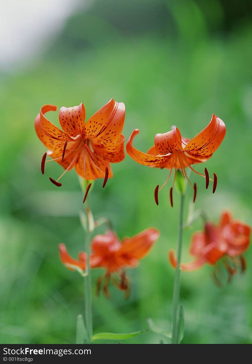 Wild Flowers