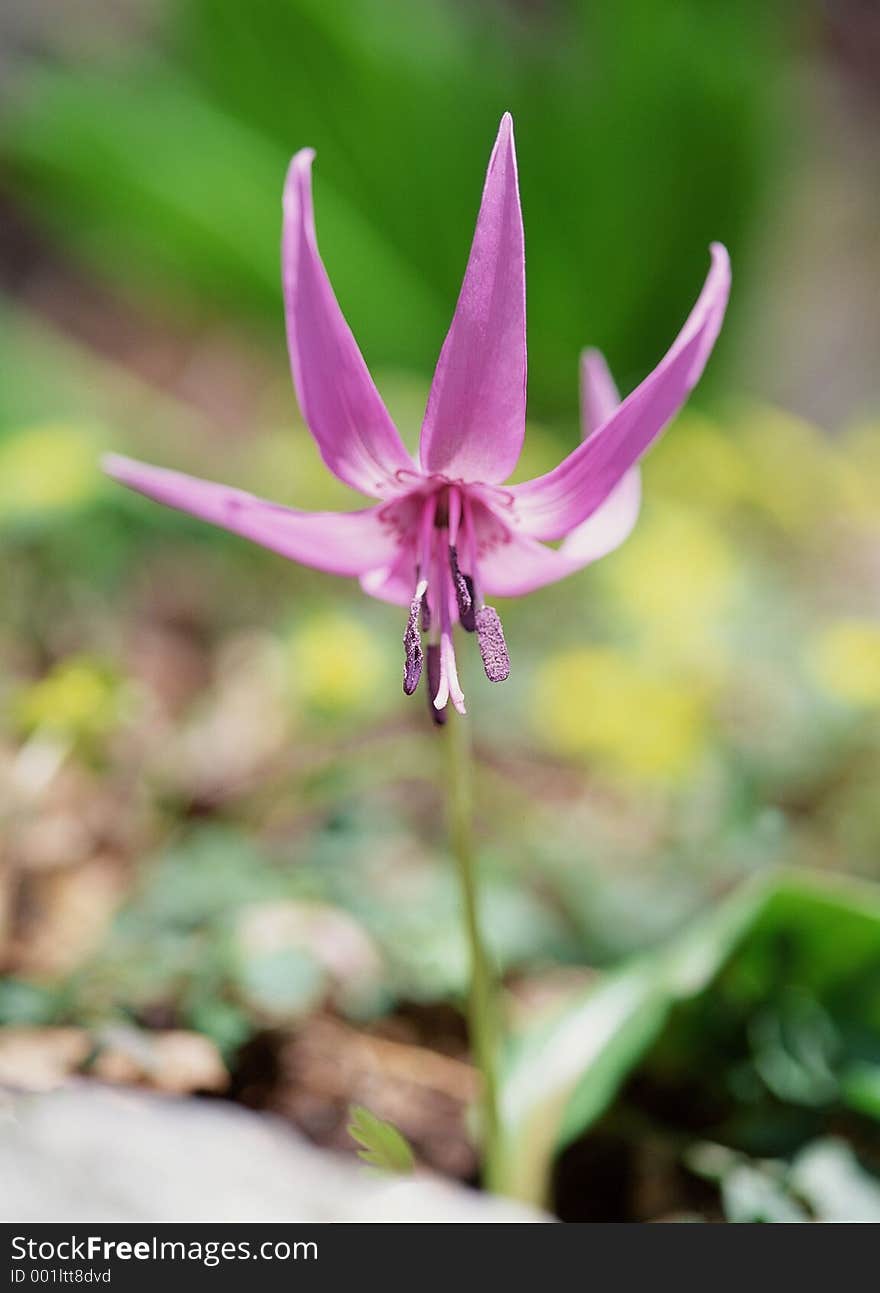 Wild Flowers Image