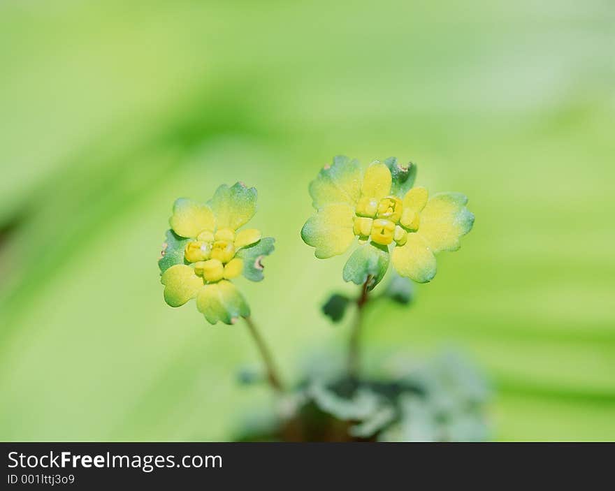 Wild Flowers Image