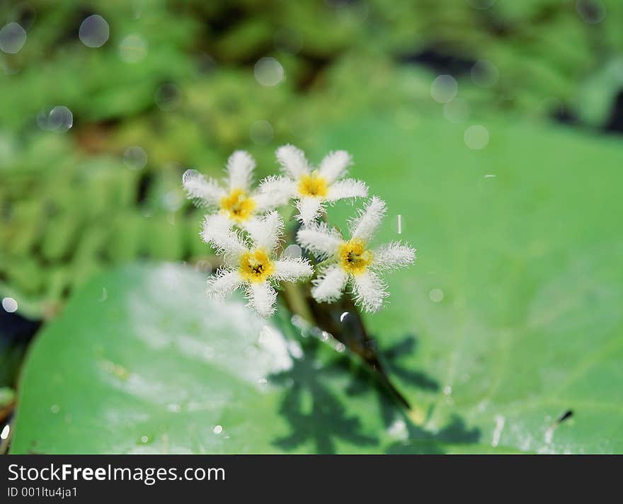 Wild Flowers Image