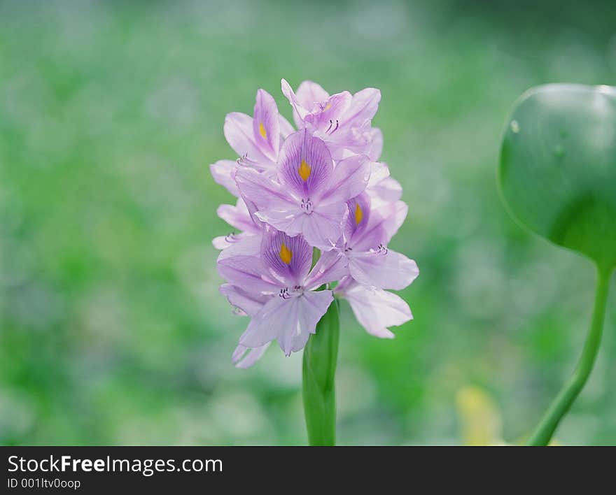 Wild Flowers Image