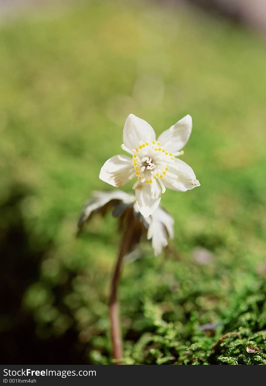 Wild Flowers Image