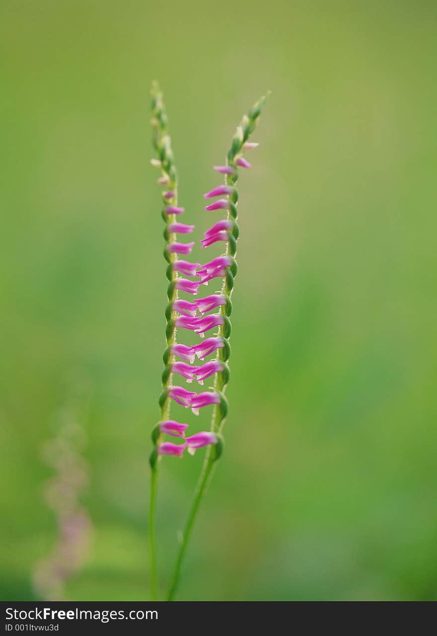 Wild Flowers Image