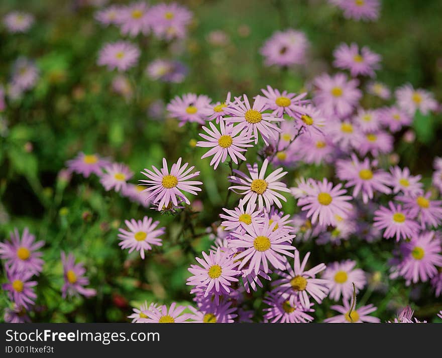 Wild Flowers Image