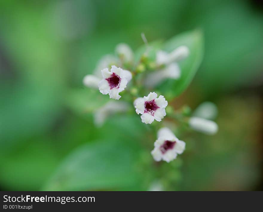 Wild Flowers Image