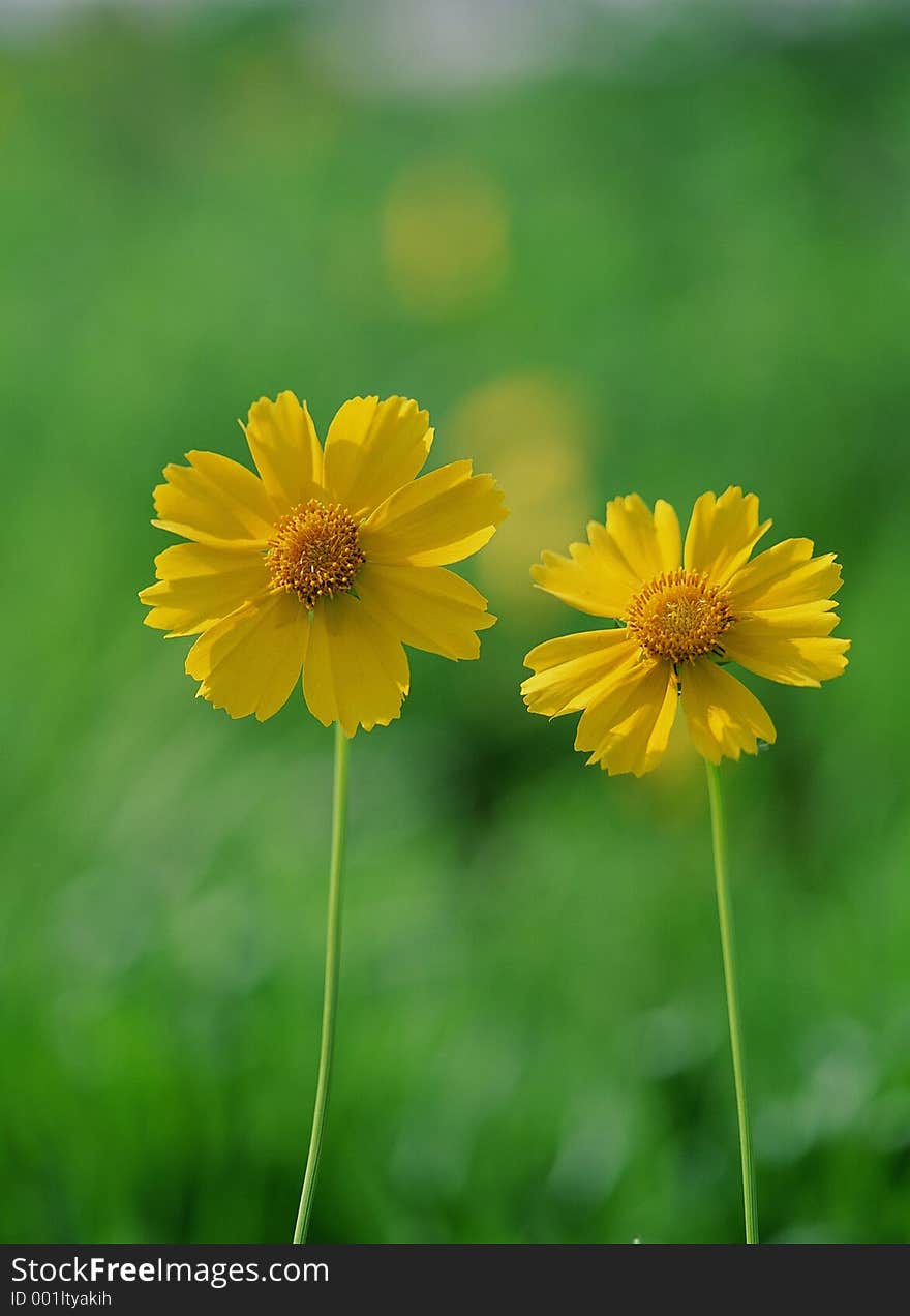 Wild Flowers