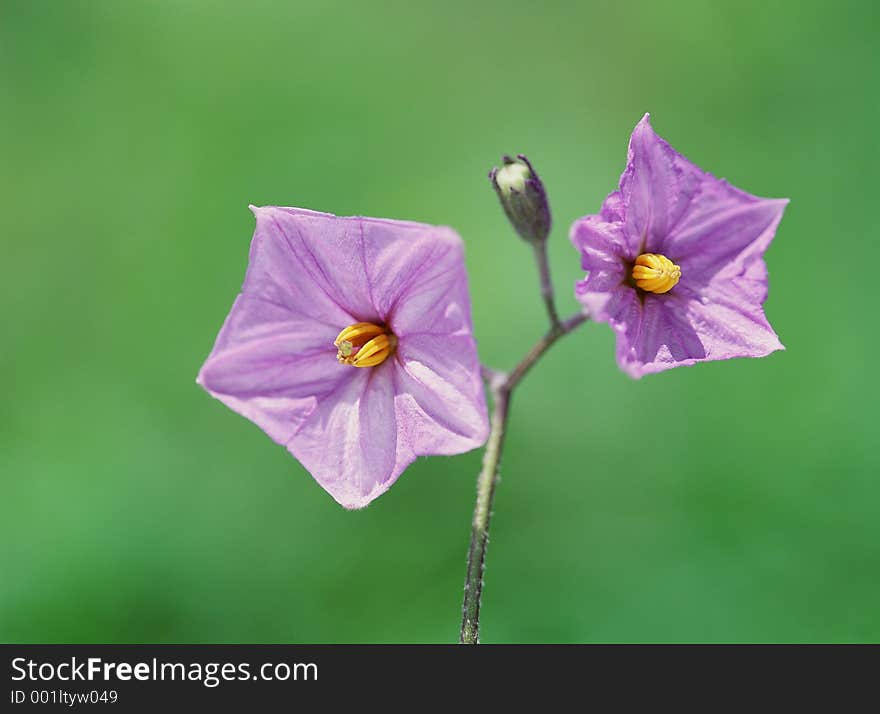 Wild Flowers Image