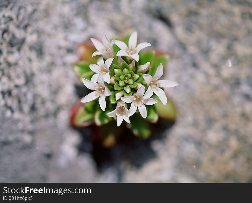 Wild Flowers