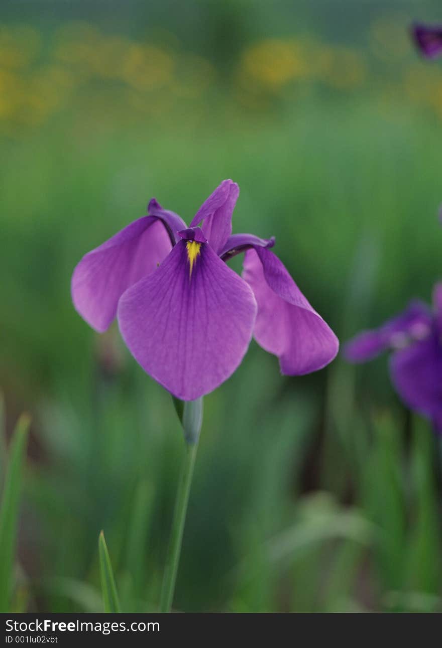 Wild Flowers Image