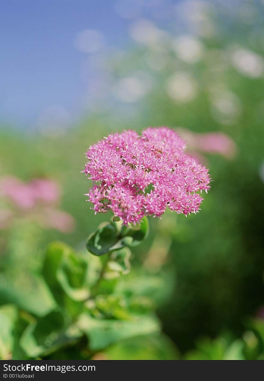 Wild Flowers Image