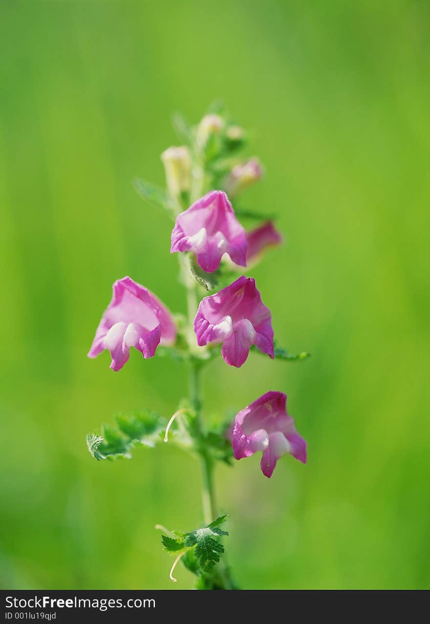 Wild Flowers