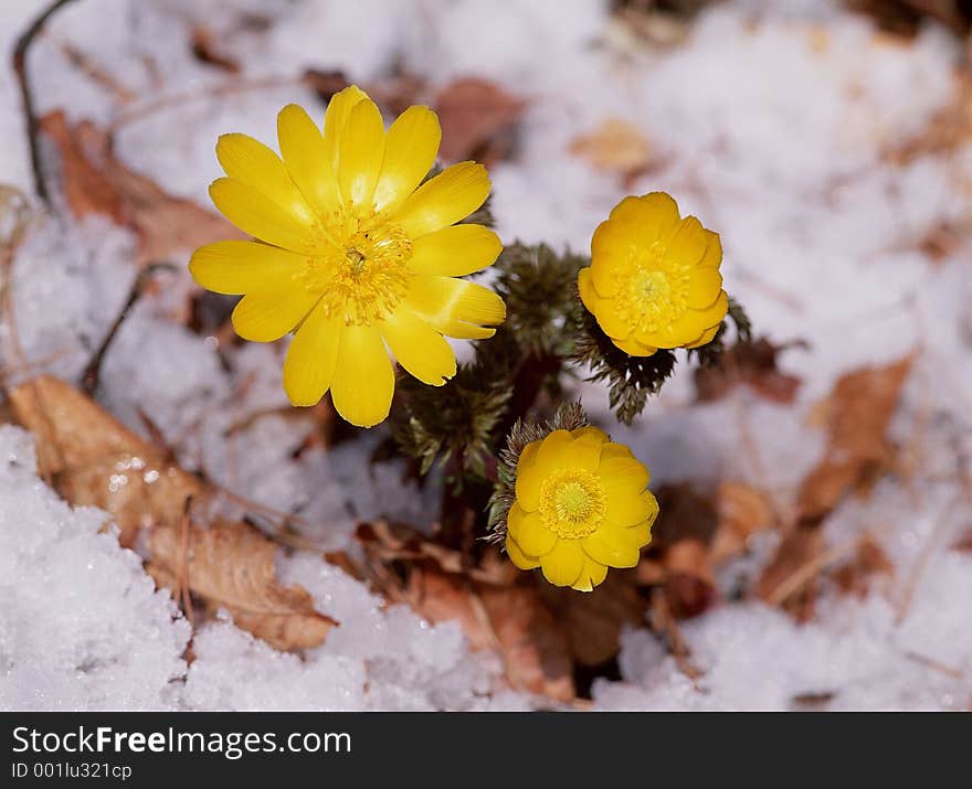 Wild Flowers