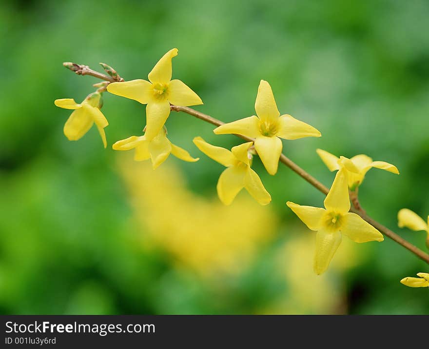 Wild Flowers Image