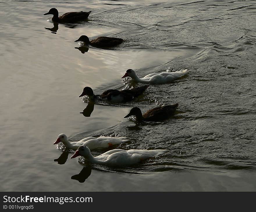 Ducklings halfway to adulthood. Ducklings halfway to adulthood