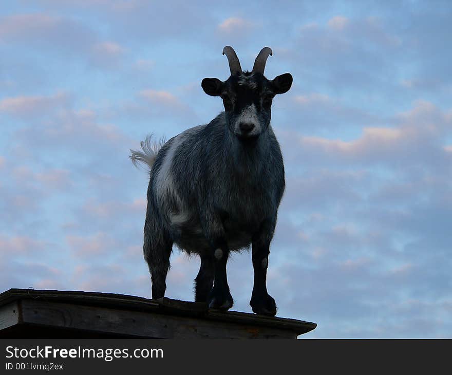 Goat on a shed