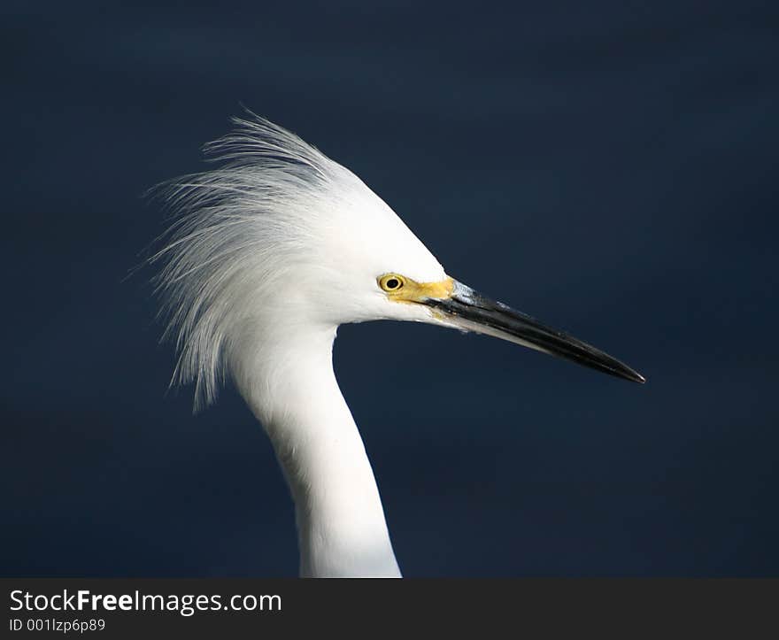 Egret Portrait