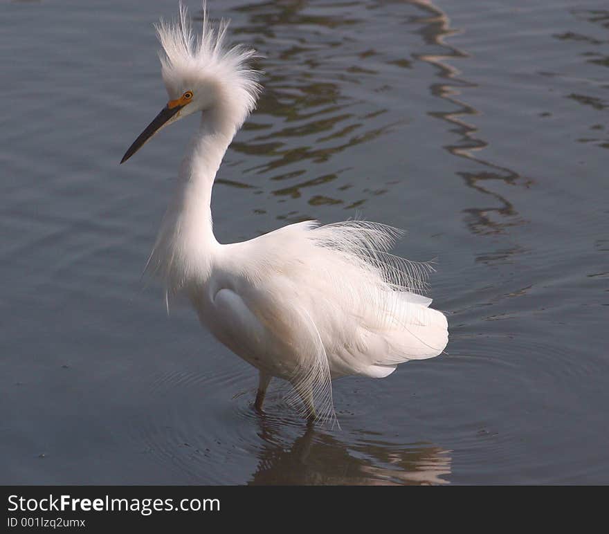 Fiesty egret defending his territory. Fiesty egret defending his territory