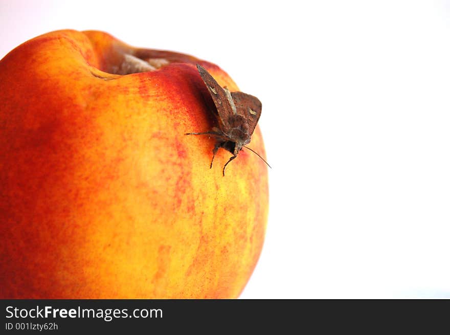 This is an picture of a moth, resting on a nectarine fruit. This is an picture of a moth, resting on a nectarine fruit.