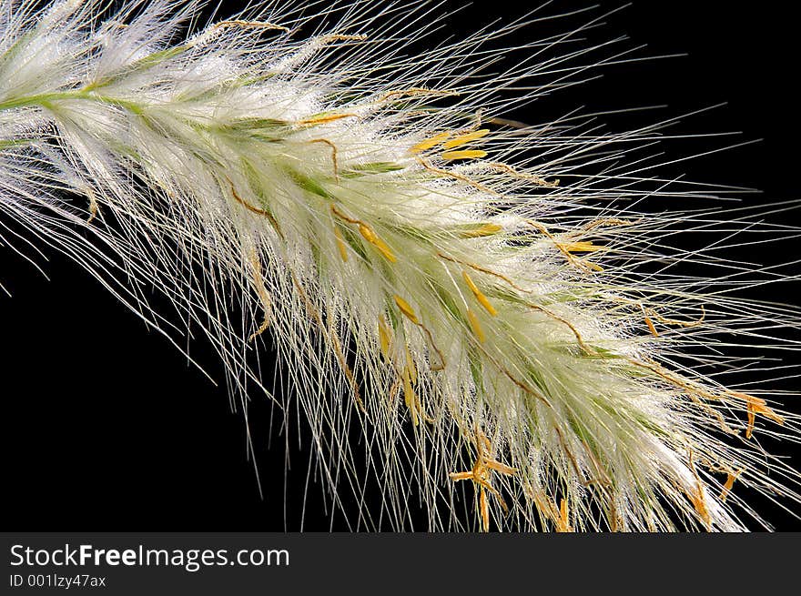 Fountain Grass. Fountain Grass