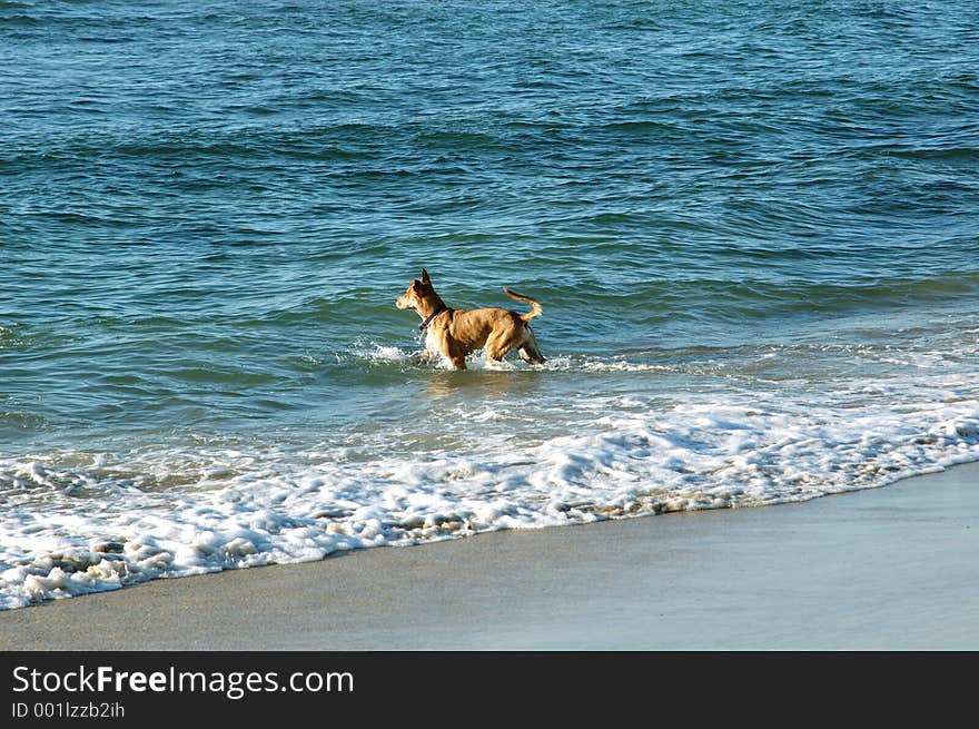 Fawn god going into the sea ,for a swim. Fawn god going into the sea ,for a swim