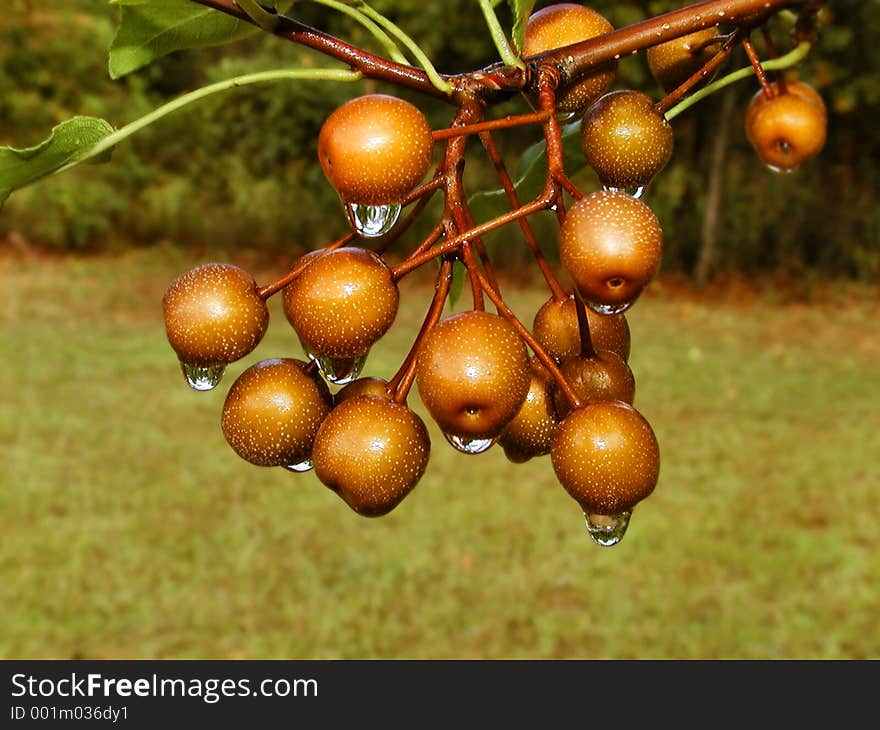 Golden cherries on tree dripping with rain drops. Golden cherries on tree dripping with rain drops