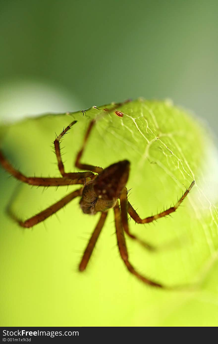 Spider lurking on a leaf